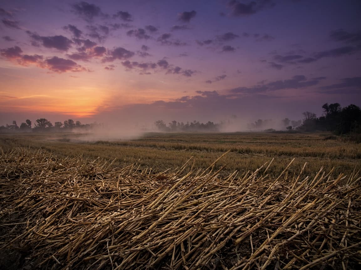 Agricultural crop residue in a field at dusk